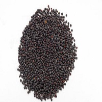 Rai Mustard Seeds