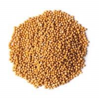 Mustard Seeds Yellow