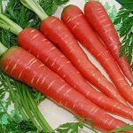 Carrot Desi