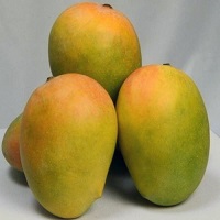 Kesar Premium Mango