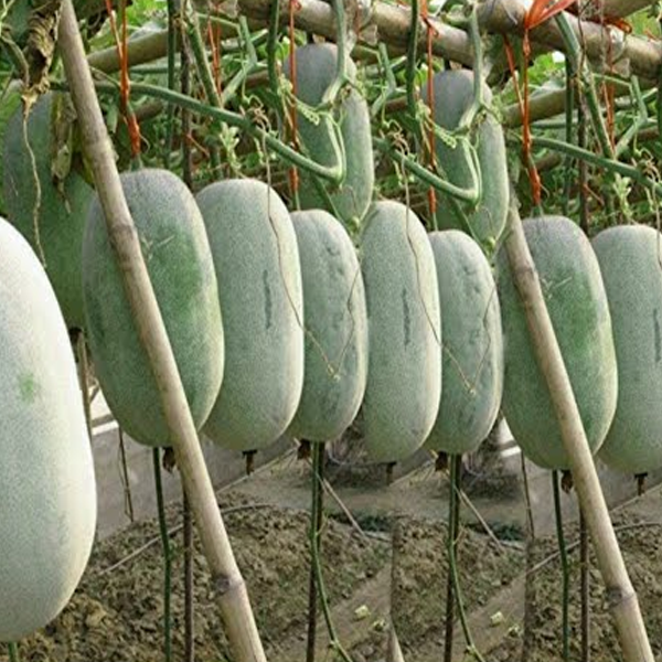 Peta Ash Gourd