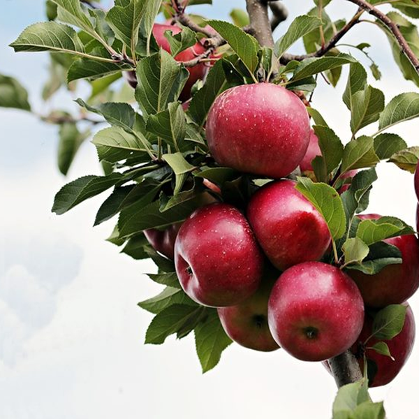 Indian Himchali apple