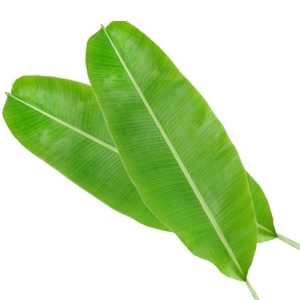 BANANA LEAVES