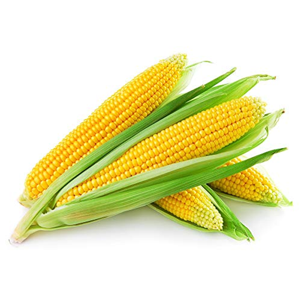 Sweet CORN FRESH