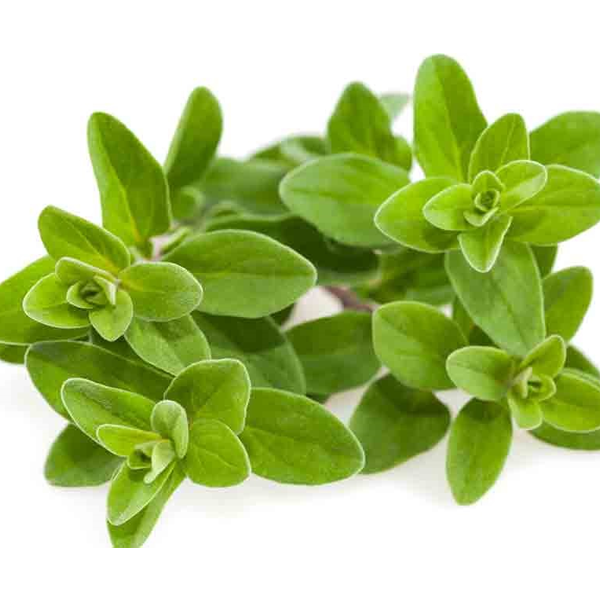 HERB MARJORAM