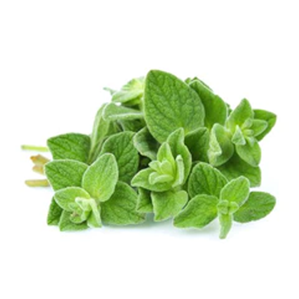 HERB OREGANO