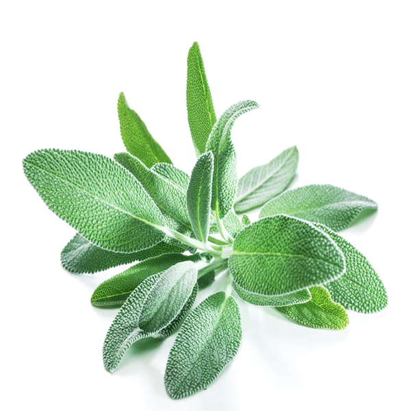 HERB SAGE