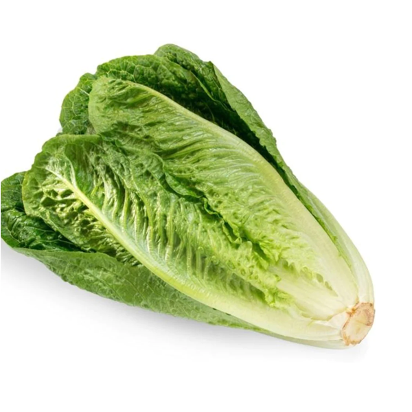 LETTUCE ROMANE