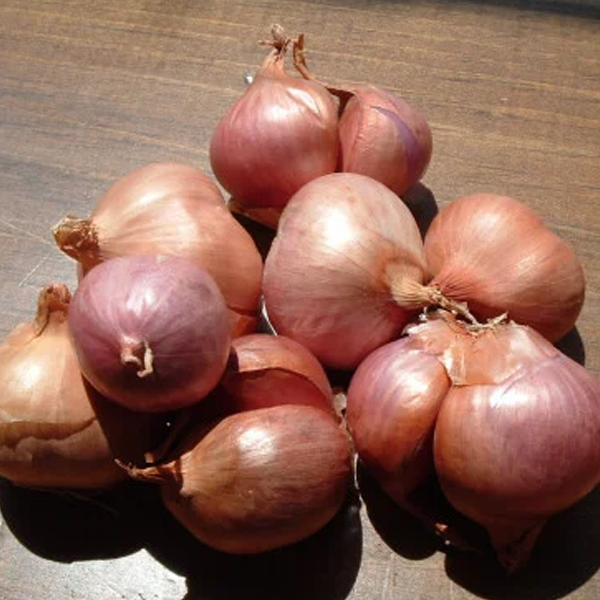 SHALLOTS MADRASI ONION